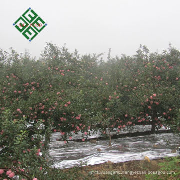 china supplier of fresh hanfu apple delicious hanfu apples